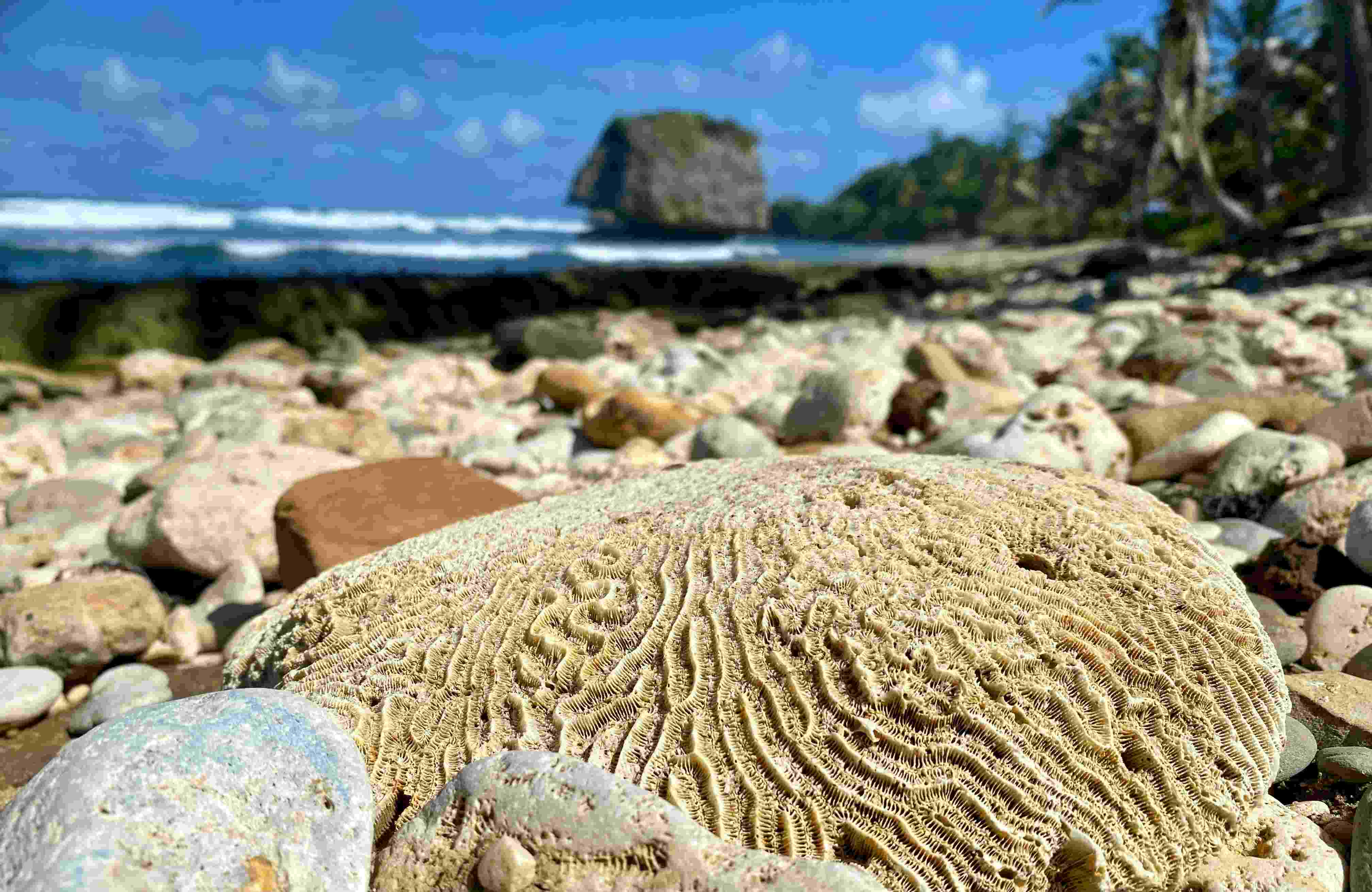 Coral Fossils